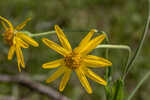 Common Leopardbane